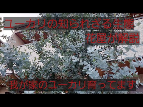 ユーカリガム必須 植物