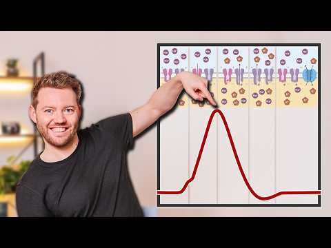 Aktionspotentiale WIRKLICH verstehen