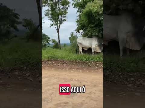 Estrada entre LARANJAL e ALTAMIRA DO PARANÁ, todo cuidado é pouco 🫣