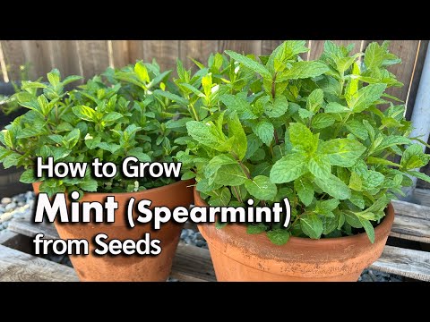 How to Grow Mint from Seed in Pots🌿 | Spearmint