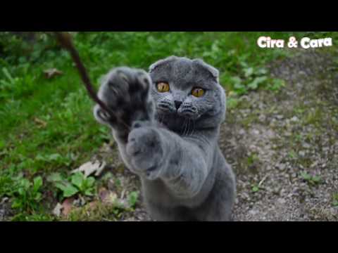 Funny & Sweet British Shorthair Cats Cira & Cara having outdoor fun!