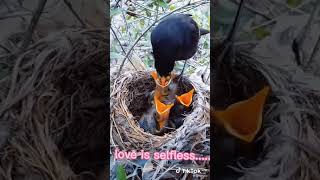 Download lagu Wah Induk Burung Membawa Makanan Untuk Anak-anaknya,ada apaya,status wa paling galau,story wa, story mp3