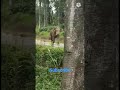 Wild Elephant Attack In Munnar ️