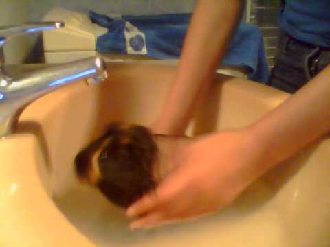 comment prendre température cochon d'inde