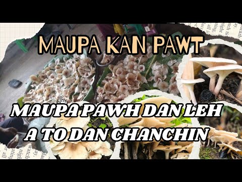 Maupa kan pawt. Maupa țo dan leh a pawh dan chanchin. 