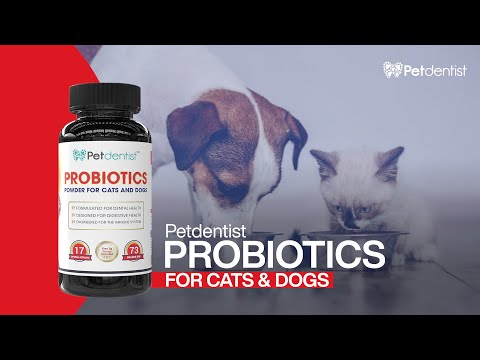 Probiotics for cats and dogs