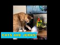 Cats Knocking Things Off Shelves Cats Being Jerks