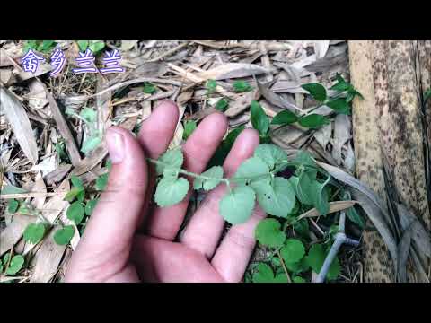 銅錘玉帶草