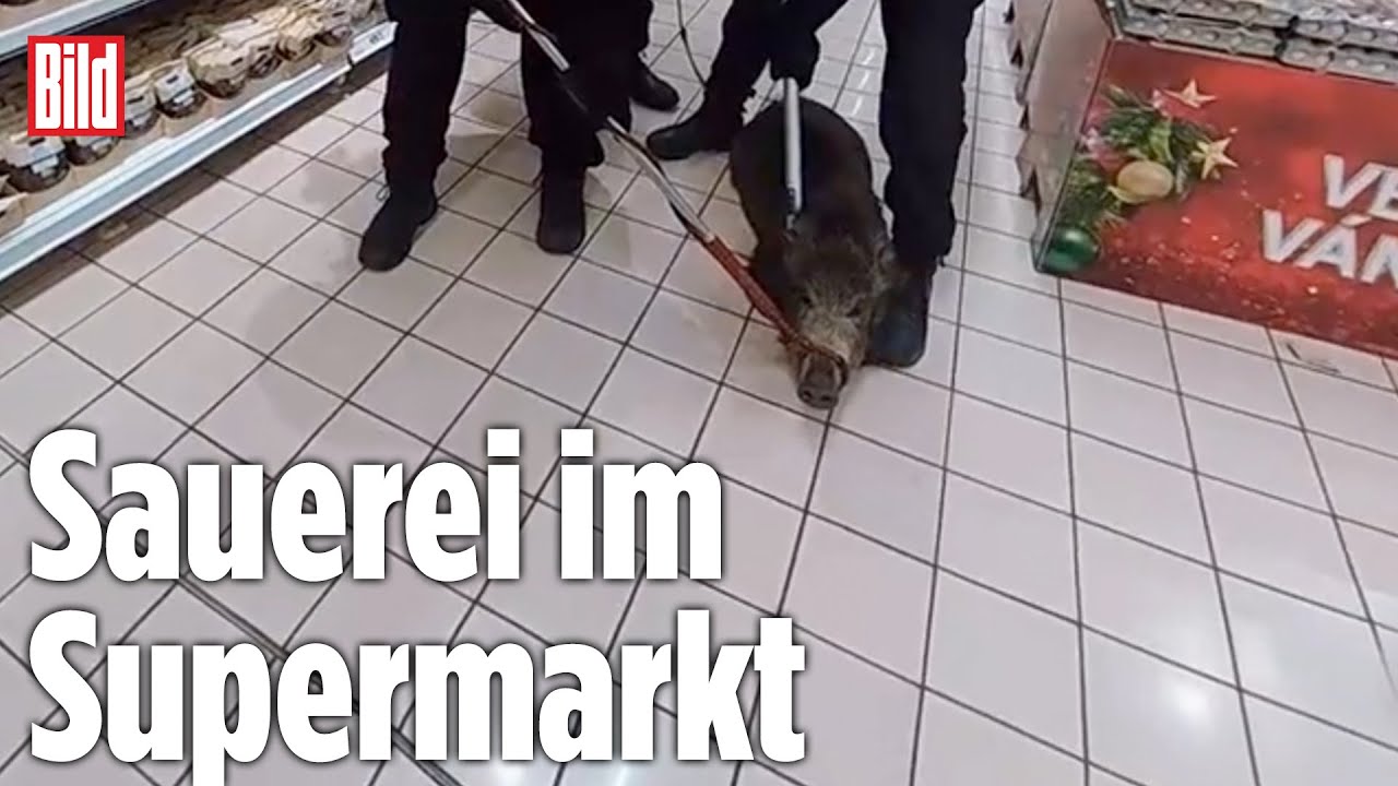 WILDSCHWEIN-ALARM: Chaos im Supermarkt – bockiges Borstentier hält Polizei in Atem