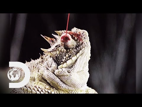 3種最噁心的動物防禦機制!| 雷普利的 "信不信由你"？ (3 Of The Grossest Animal Defence Mechanisms! | Ripley's Believe It Or Not)