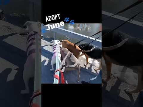 June, an adopted Pointer & Pit Bull Terrier Mix in Maybrook, NY_image-1