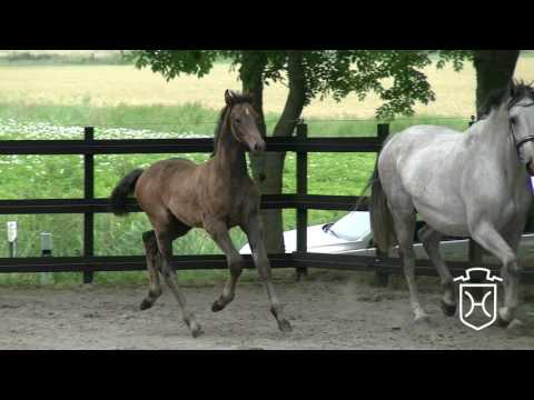 HEI140 Hengstfohlen von Quibery - Casall - Quite Capitol