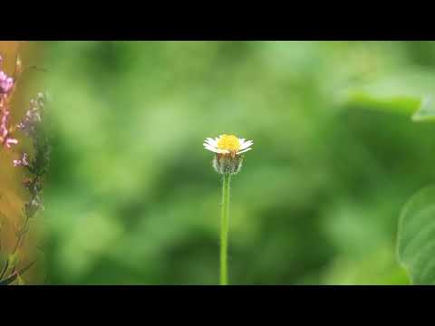 Natura canta-n tacere / Summer