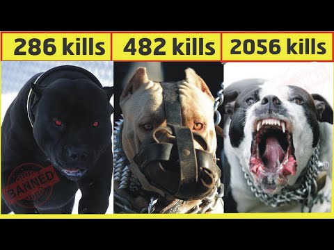 8 Most Strongest Dangerous and Fearless Dog Breeds In Hindi/Urdu | Largest Dog Breeds | Pet dogs .