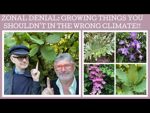 Zonal denial: the plants you try to grow in completely the wrong climate!