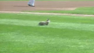 Rabbit delay in Quad Cities