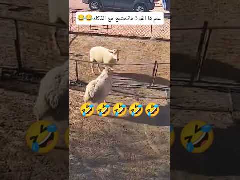 الخرفان صاير امرها عجيب والدليل! 😂 #هتضحك #فيديوهات_مضحكة