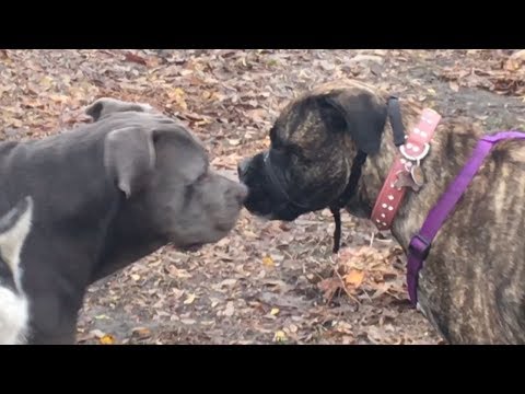 download lagu mp3 mp4 Bullmastiff Muzzle, download lagu Bullmastiff Muzzle gratis, unduh video klip Bullmastiff Muzzle