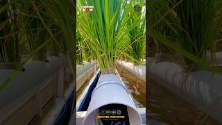 Download lagu Hydroponic Rice Farming mp3 Download lagu Hydroponic Rice Farming mp3