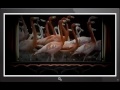 Sesame Street Episode 3124 Part 2 H264 1280x720