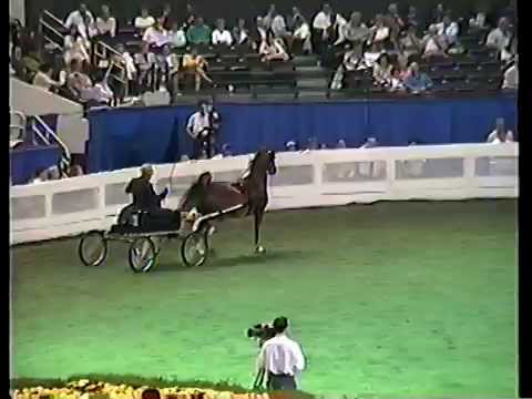 1993 Fine Harness Stallion Gelding Stake