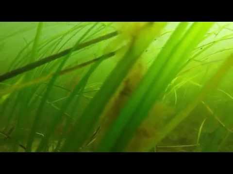 Magnolia Beach, Manchester-by-the-Sea, MA