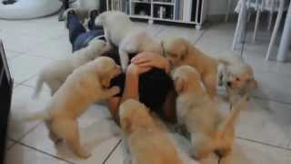 Attack of the puppies!