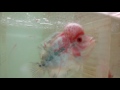 Trimac Fader Flowerhorn Available 9833898901 Mulund Mumbai