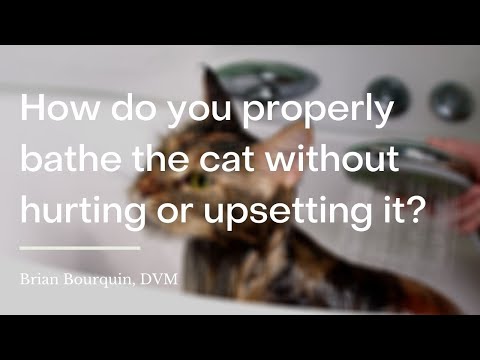 How do you properly bathe the cat without hurting or upsetting it? | wikiHow Asks a Veterinarian