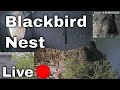 LIVE Blackbird Nest Female Sitting On Eggs