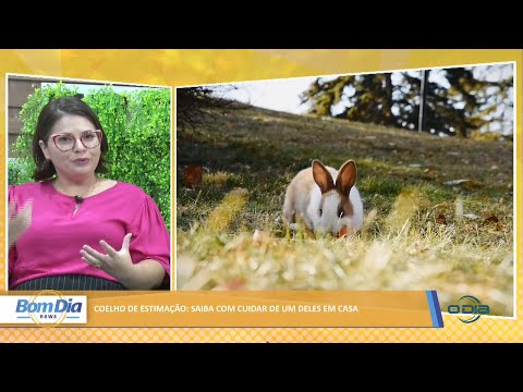 Coelho de estimação: Saiba como cuidar de um deles em casa 28 03 2022