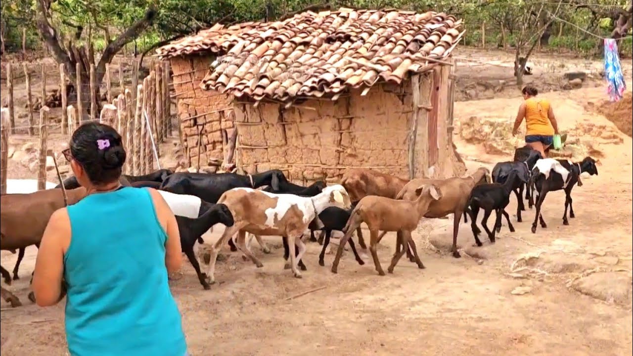 2°PARTE AS IRMÃS VAQUEIRAS DA SERRINHA ÁREA SERRANA DO MUNICÍPIO DE ITAPIPOCA CEARÁ