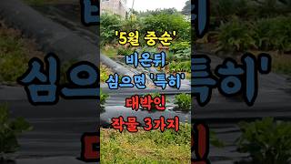 5월 중순 비온뒤 심으면 특히 대박인 작물 3가지