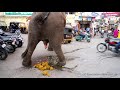 Big Shit Elephant S Toilet At Udaipur