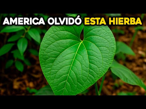 Why did Latin America forget these wild herbs?