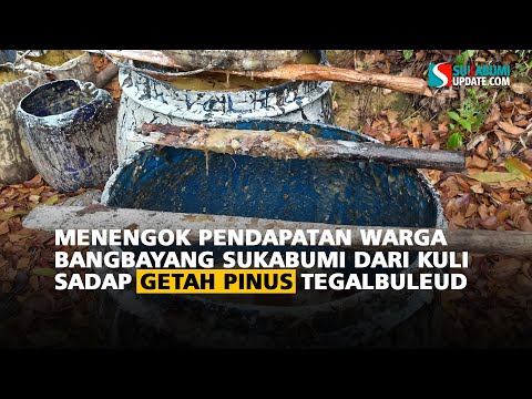 Menengok Pendapatan Warga Bangbayang Sukabumi dari Kuli Sadap Getah Pinus Tegalbuleud