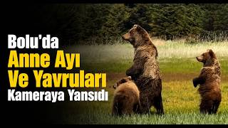 Boluda Anne Ayı ve Yavruları Kameraya Yansıdı