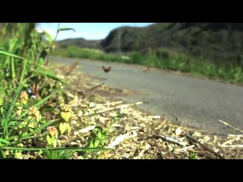 シジミチョウの飛翔　高速度映像 