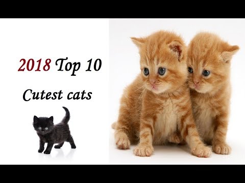 2018 Top 10 cute cats