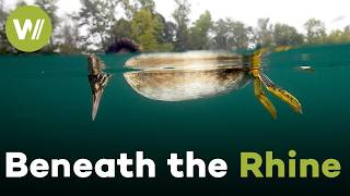 Rhine River: Rare Underwater Wildlife Footage from the Black Forest to the Vosges (2019)