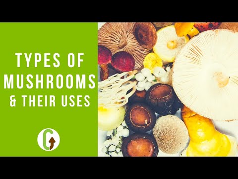 , title : 'Top 20 Types Of Mushrooms (& Their Uses) | GroCycle'