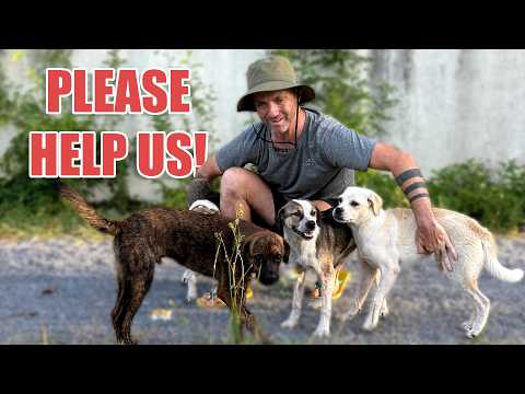 Saving 20 Street Dogs in One Day
