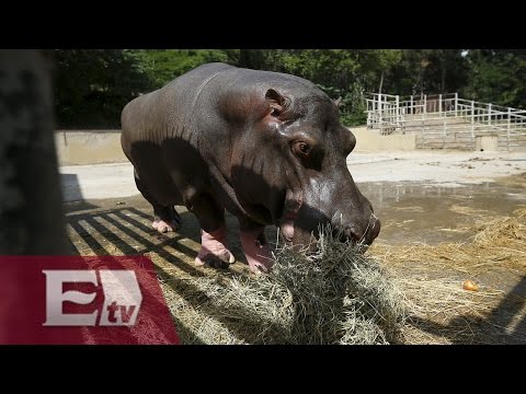 Alerta en Georgia por fuga de animales salvajes de zoológico/ Global