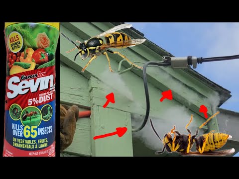 How To Kill Wasps In Walls & Roof Spaces Quick & Easy DIY