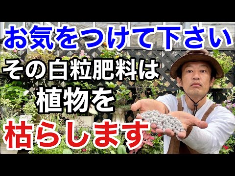 化学薬品を使わずに植物の成長を促進する、オレンジの皮から作られた天然肥料の 2 つのアイデア  庭園