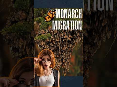 Monarch Butterfly Migration Mexico: Forests Alive with Wings #travel #nature #mexico