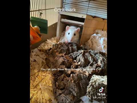 Here are some basic things for your rat cage #rats #pets #petrats #animals