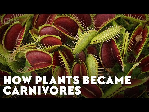 How Did the First Carnivorous Plants Appear on the Planet?