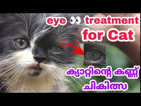 Cat eye treatment | cat eye infection |percian cat eye infection treatment | cat treatment malayalam