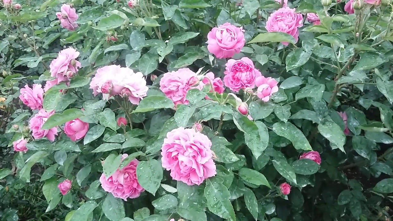 Английская роза Мери Роуз